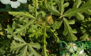 20241023——野西瓜苗（Hibiscus trionum L.）