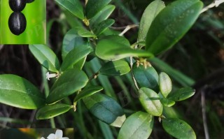 20240617——链珠藤（Alyxia sinensis Champ. ex Benth.）