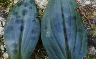 有趣的油点草！ 精选