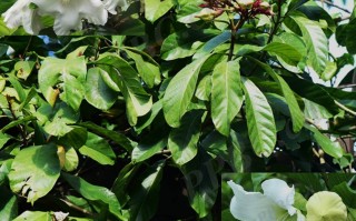 20240624——清明花（Beaumontia grandiflora Wall.）