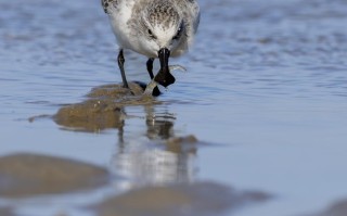 勺嘴鹬“到访”福建泉州围头湾
