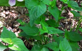 20240914——鸡腿堇菜（Viola acuminata Ledeb.）