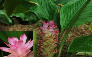 20240808——郁金（Curcuma aromatica Salisb.）