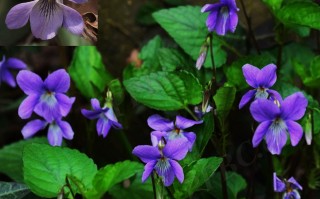 20240926——紫花堇菜（Viola grypoceras A. Gray）