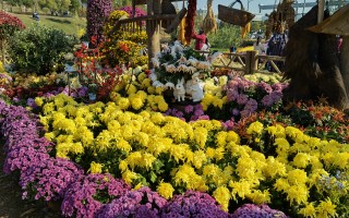 菊花：不是花中偏爱菊，此花开尽更无花！ 精选