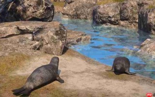 颂钟长鸣大型更新概览：全新生物登陆哈尔玛尔群岛