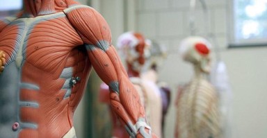 长有人类皮肉的机器人或可用来培育人体组织：外表太吓人