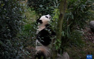 探访大熊猫基地