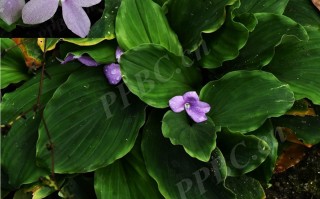 20240816——紫花山柰（Kaempferia elegans (Wall.) Baker）