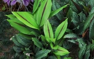 20240817——海南三七（Kaempferia rotunda L.）