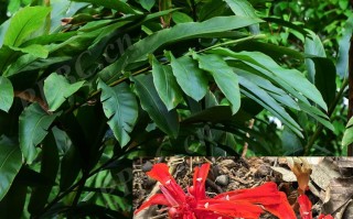 20240721——红茴砂（Etlingera littoralis (J. König) Giseke）