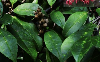 20240910——水丝梨（Sycopsis sinensis Oliver）