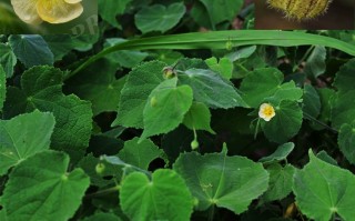 20241015——脬果苘（Herissantia crispa (L.) Brizicky）