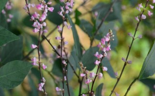 夏日里常见的开花植物（8） 精选