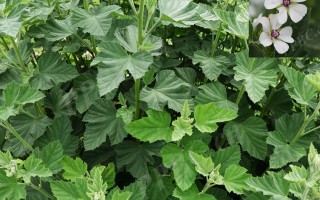 20241018——药蜀葵（Althaea officinalis L.）