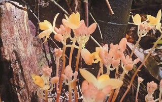 珍稀矮小肉果兰现身广西