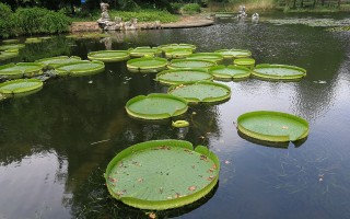叶片巨大和花色善变的王莲！ 精选