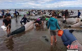新西兰鲸鱼回家了：逾600头搁浅 半数已脱险