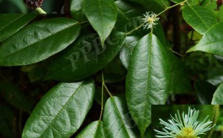 20240911——四药门花（Tetrathyrium subcordatum ）