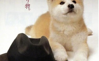 国际小狗日必看！这些狗狗电影让你笑中带泪，暖心治愈