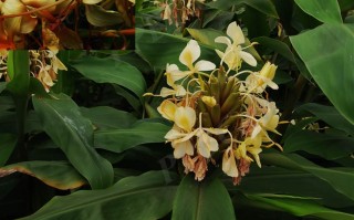 20240812——黄姜花（Hedychium flavum Roxb.）