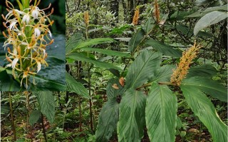 20240813——密花姜花（Hedychium densiflorum Wall.）