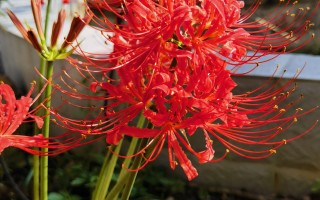 花和叶不见面：彼岸花开开彼岸！