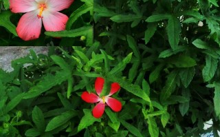 20241010——箭叶秋葵（Abelmoschus sagittifolius (Kurz) Merr.）