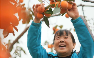 一枚柿子的“乡村变形记”