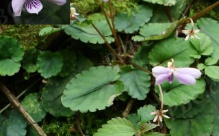 20240922——深圆齿堇菜（Viola davidii Franch.）