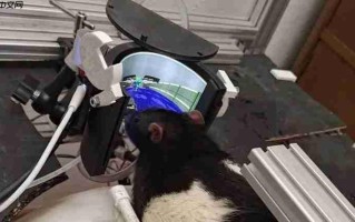 鼠鼠也是会玩电子游戏了！ 工程师用VR设备教会大鼠游玩《毁灭战士》