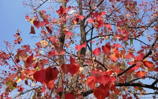 跟着古诗赏乌桕红叶！