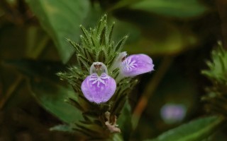 20241015——爵床（Justicia procumbens L.）