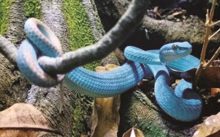 盖瑞到底是条什么蛇