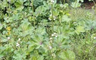 20241104——野葵（Malva verticillata Linn.）