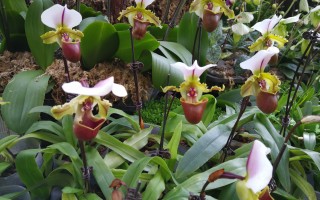 花似“拖鞋”的兰花，常见兜兰类型介绍！ 精选