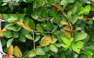 20240626——假虎刺（Carissa spinarum L.）