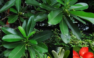 20240702——玫瑰树（Ochrosia maculata Jacq.）