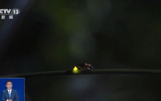 真相来了丨网传萤火虫濒临灭绝 是真的吗？