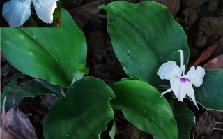 20240814——山柰（Kaempferia galanga L.）