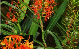 20240811——红姜花（Hedychium coccineum Buch.-Ham. ex Sm.）