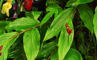 20240805——距药姜（Cautleya gracilis (Sm.) Dandy）