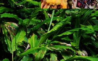 20240731——草果（Amomum tsaoko Crevost & Lem.）