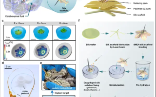 中科院植入式脑机接口大突破：自动变形 贴附于大脑核心