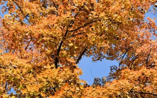 秋日红叶1：枫香树、三角枫和红花槭！ 精选