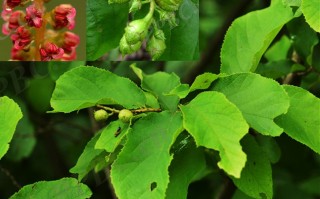 20240901——牛鼻栓（Fortunearia sinensis）