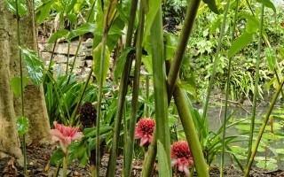 瓷玫瑰：雨林深处常开不败的红火炬！ 精选