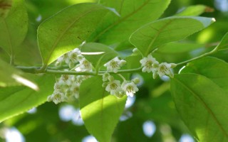 优良绿化树种-肋果茶，毒药树？