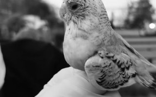 宠物鹦鹉可能让主人“发烧”