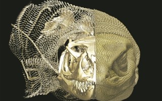 巨蜥皮肤中藏着进化密码